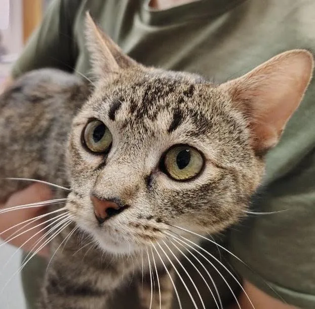 An adult small-sized female Buff / Tan / Fawn American Shorthair cat named Rosita for adoption in Indiana, PA