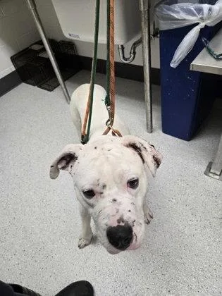 A young large-sized male Pit Bull Terrier dog named Polo for adoption in Oakland, CA