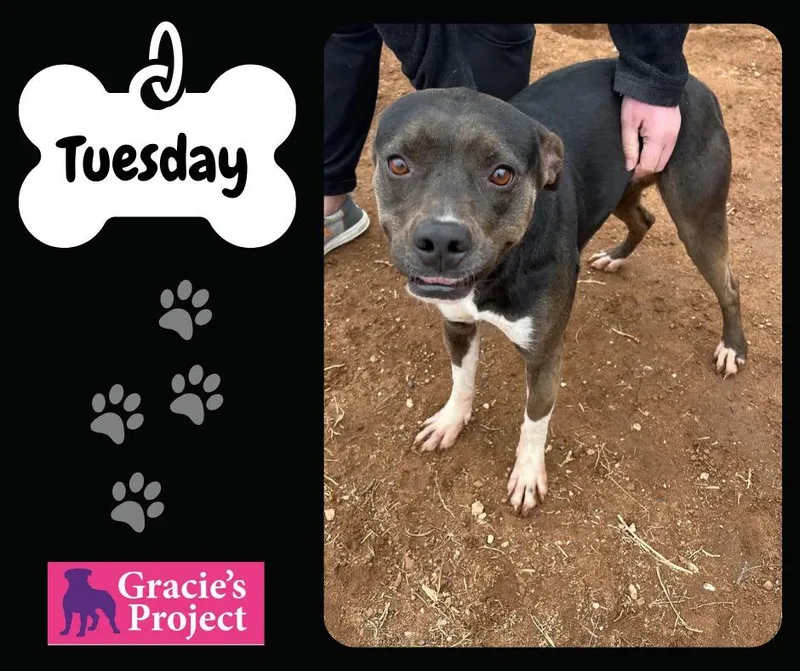 An adult medium-sized female Bicolor Pit Bull Terrier dog named Tuesday for adoption in Canyon, TX