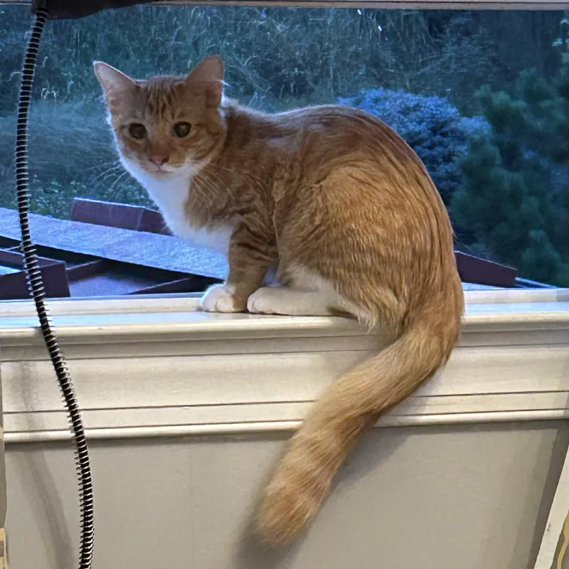 A baby small-sized male Domestic Medium Hair cat named WaffleLOVE HIM A WAFFLE for adoption in Bristow, VA