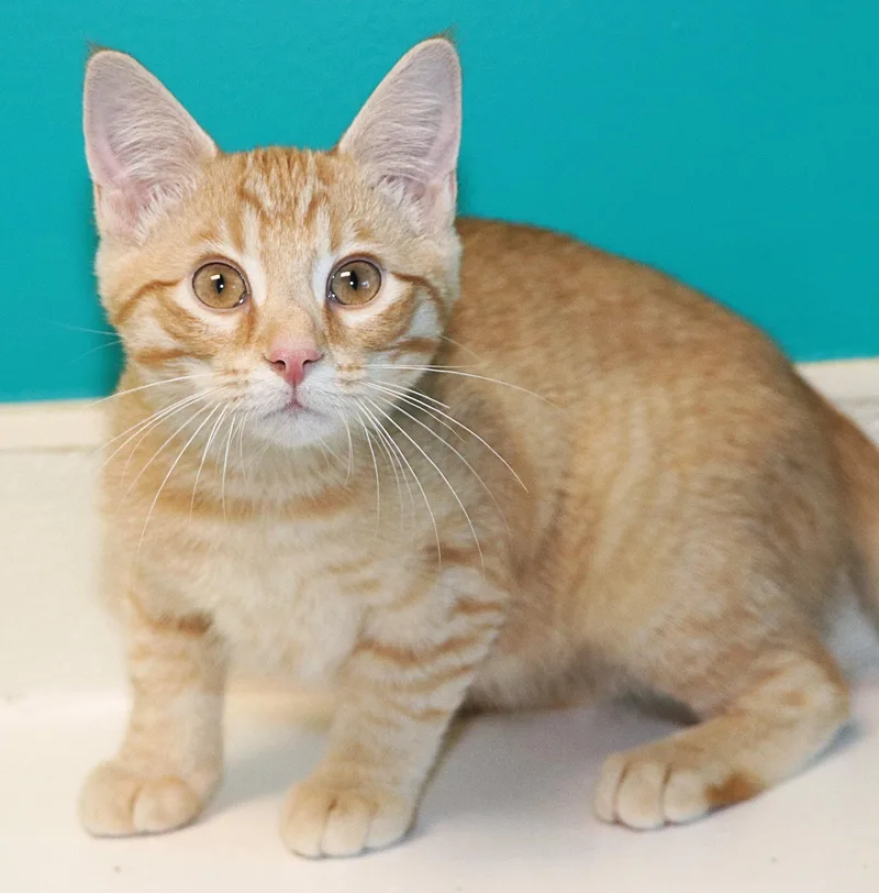 A baby medium-sized male Tabby (Orange / Red) Domestic Short Hair cat named Kai for adoption in Cincinnati, OH
