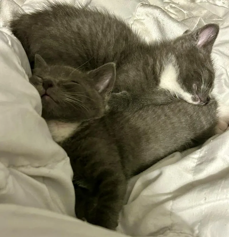 A baby small-sized female Gray / Blue / Silver Domestic Short Hair cat named Mo & Jo for adoption in Myrtle Beach, SC
