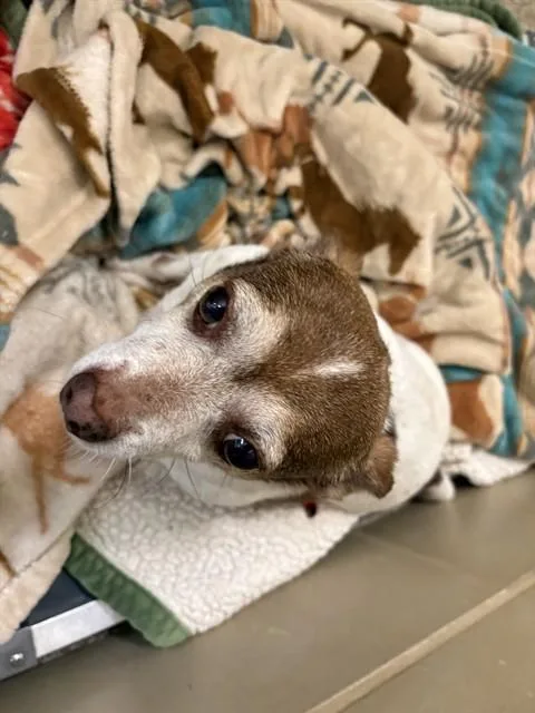 An adult small-sized male Chihuahua dog named Bosco for adoption in Pueblo, CO