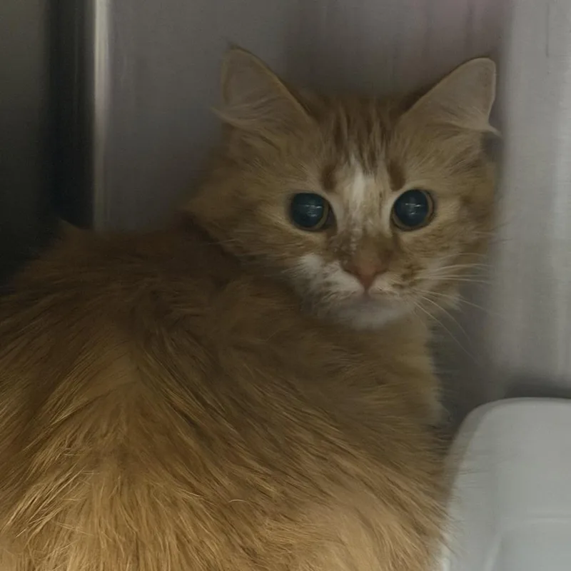 A young small-sized female Orange / Red Domestic Medium Hair cat named M&R: Manta for adoption in Falls Church, VA