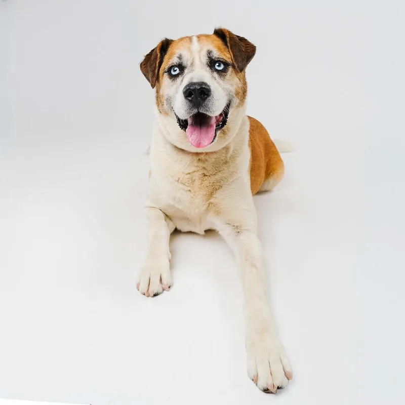 An adult large-sized male Brown / Chocolate Shepherd dog named Bruno for adoption in Palm Springs, CA