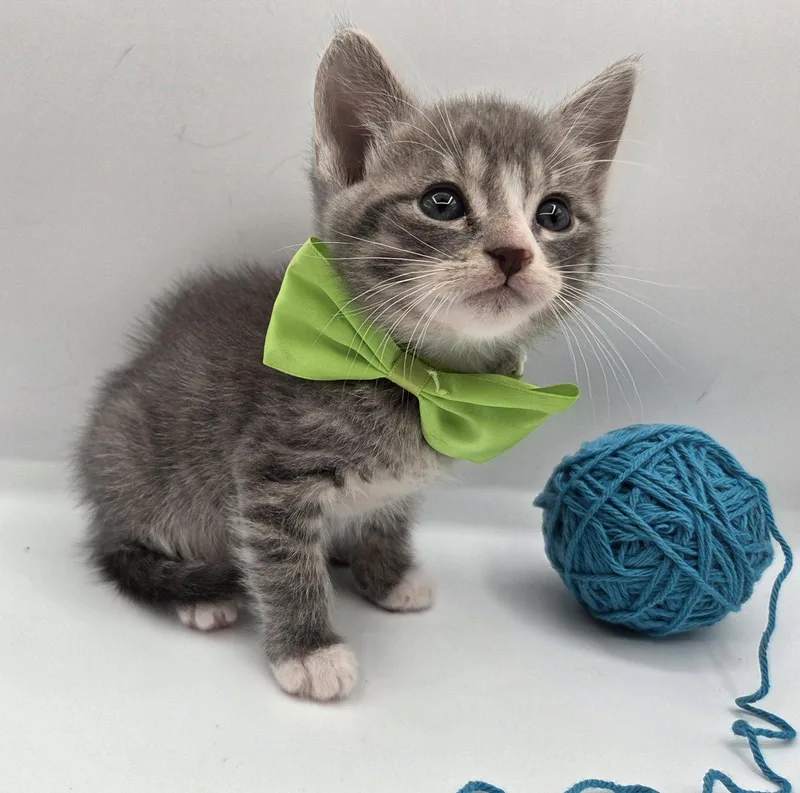 A baby medium-sized male Gray & White Domestic Short Hair cat named Mr. Big for adoption in Magnolia Springs, AL
