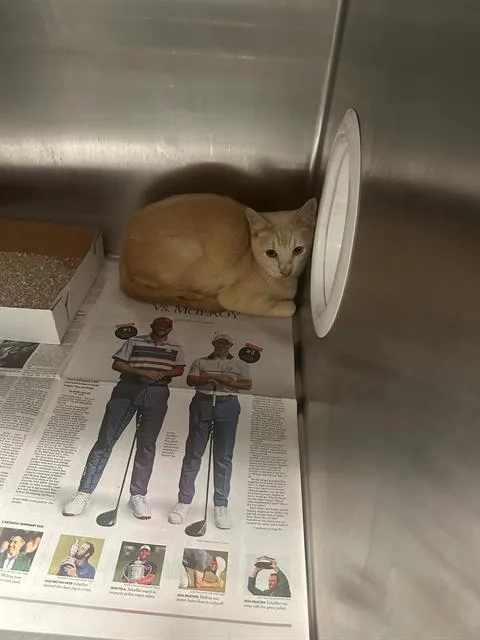 A baby small-sized female Domestic Short Hair cat named Yellow for adoption in Dallas, TX