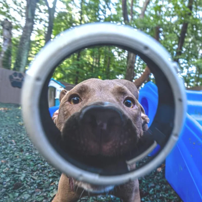 A young large-sized male Brown / Chocolate Mixed Breed dog named Alpha for adoption in Decatur, GA