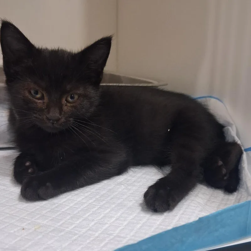 A baby small-sized female Domestic Short Hair cat named Twilight for adoption in Elizabeth City, NC