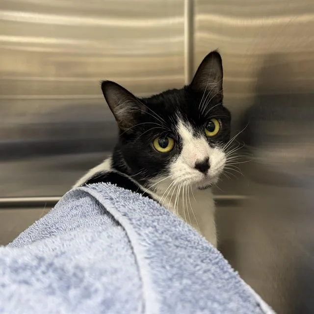 A young small-sized female Domestic Short Hair cat named Frostine for adoption in Centerville, MA