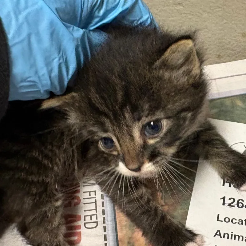 A baby small-sized male Torbie Domestic Short Hair cat named Finn for adoption in Yuma, AZ