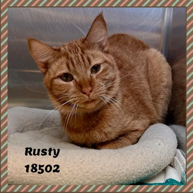 A young medium-sized male Tabby (Orange / Red) Domestic Short Hair cat named Rusty for adoption in Marietta, GA
