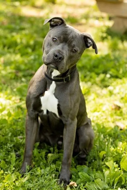 An adult large-sized male Mixed Breed dog named Blue for adoption in West Chester, PA