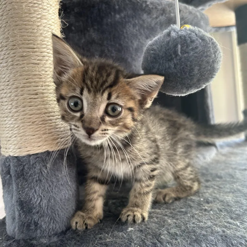 A baby small-sized female Domestic Short Hair cat named Kit & Kat for adoption in Ardsley, NY