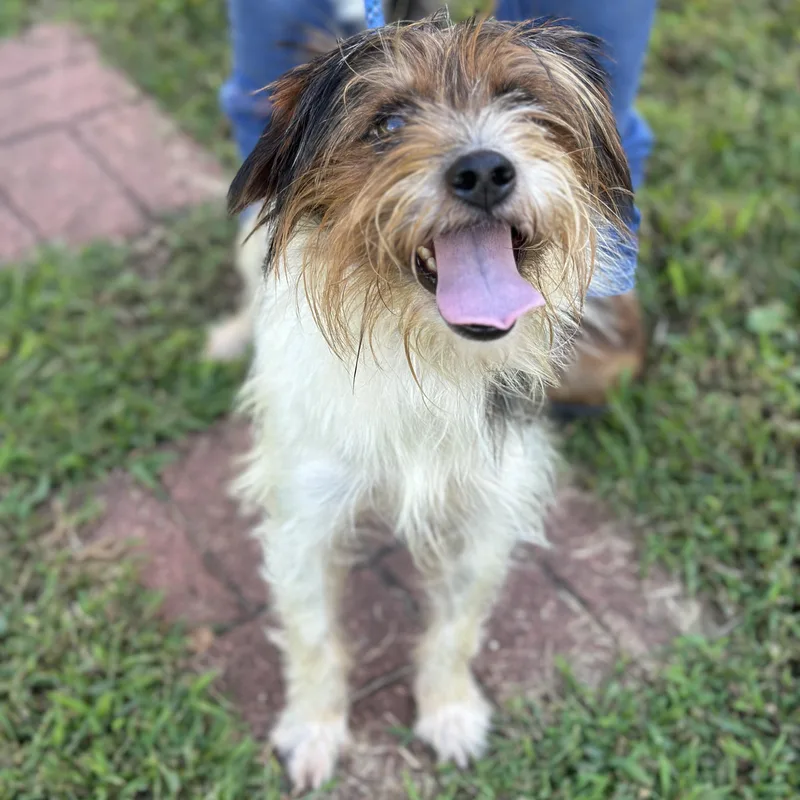 A young small-sized male Terrier dog named Alfie for adoption in Meherrin, VA