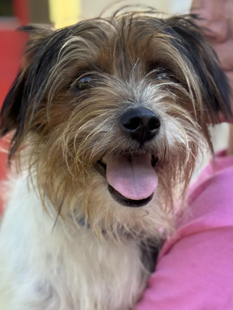 Alfie thumbnail 5