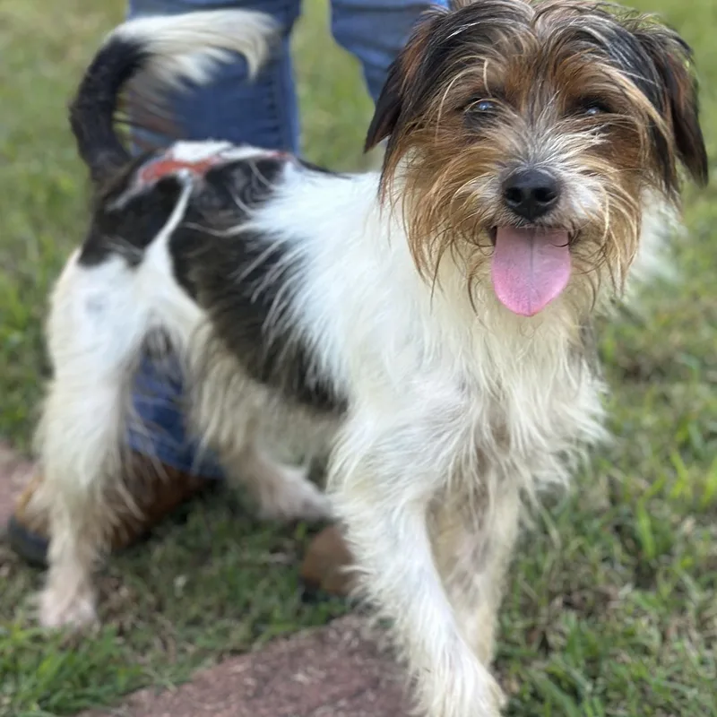 Alfie thumbnail 6