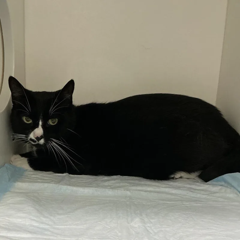 An adult large-sized male Black Domestic Short Hair cat named Sheldon for adoption in Elizabeth City, NC