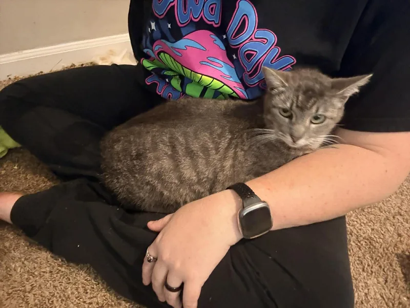 Big Mama Biscuit thumbnail 5