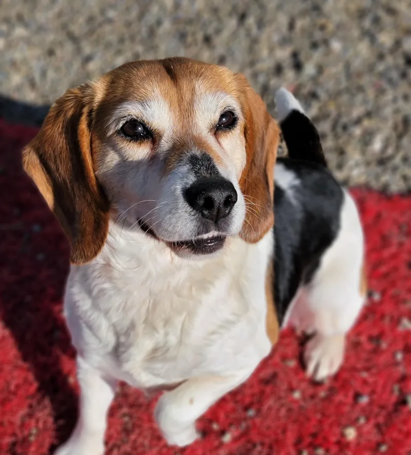 Maggie