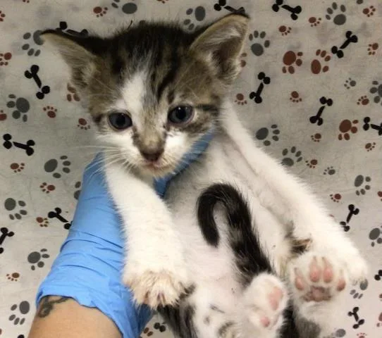 A baby small-sized male Domestic Short Hair cat named Potato for adoption in Riverside, CA
