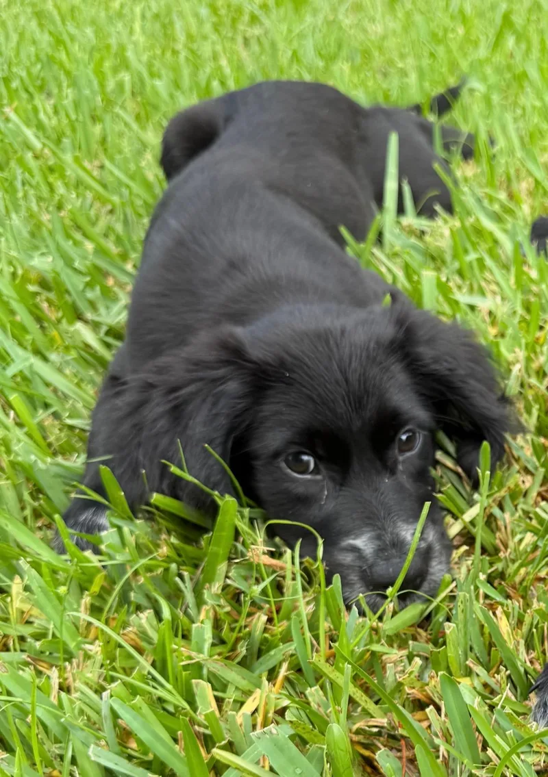 Skye