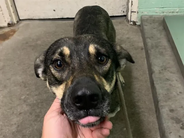 A young large-sized male German Shepherd Dog dog named Bruno for adoption in Sacramento, CA