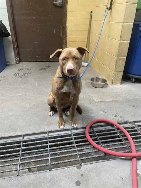 A young large-sized male Pit Bull Terrier dog named Hoshi for adoption in Stockton, CA