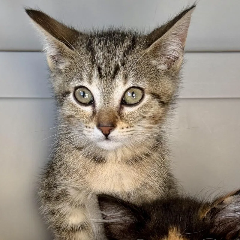 A baby small-sized female Brown / Chocolate Domestic Short Hair cat named Mouse for adoption in Middleburg Heights , OH