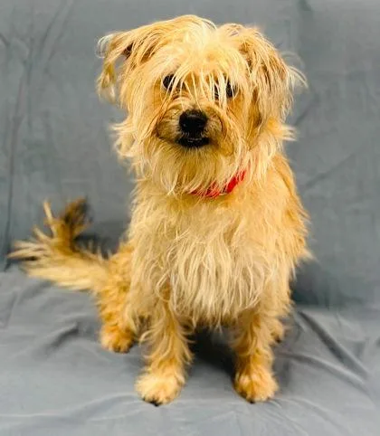 An adult small-sized male Mixed Breed dog named Salty for adoption in West Chester, PA