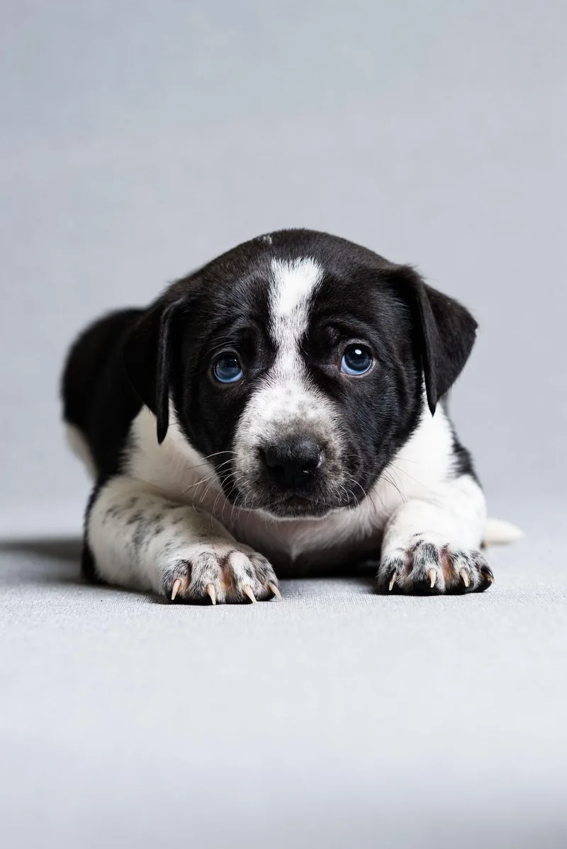 A baby large-sized male Mixed Breed dog named Todd for adoption in Oregon, OH