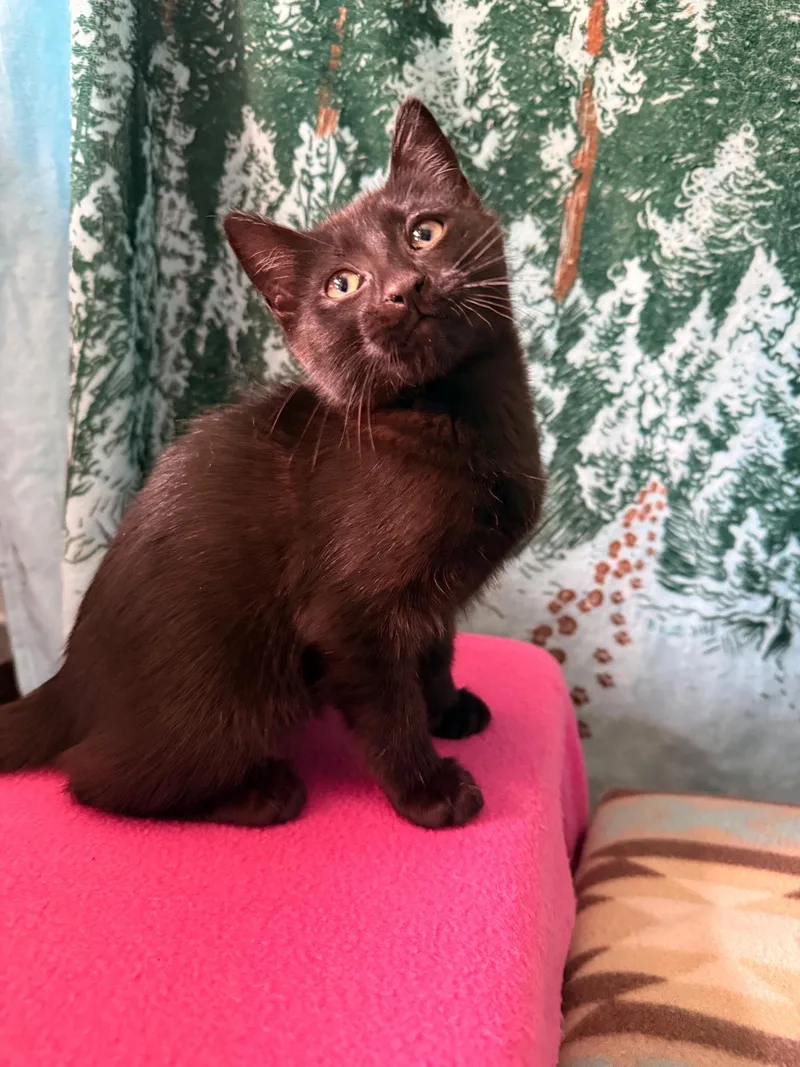 A young medium-sized female Black Domestic Short Hair cat named Willow for adoption in Myrtle Beach, SC
