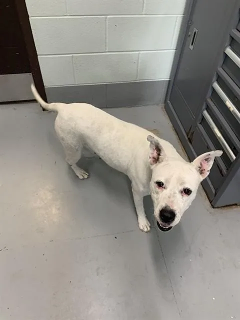 A young medium-sized female Pit Bull Terrier dog named Angela for adoption in Corpus Christi, TX
