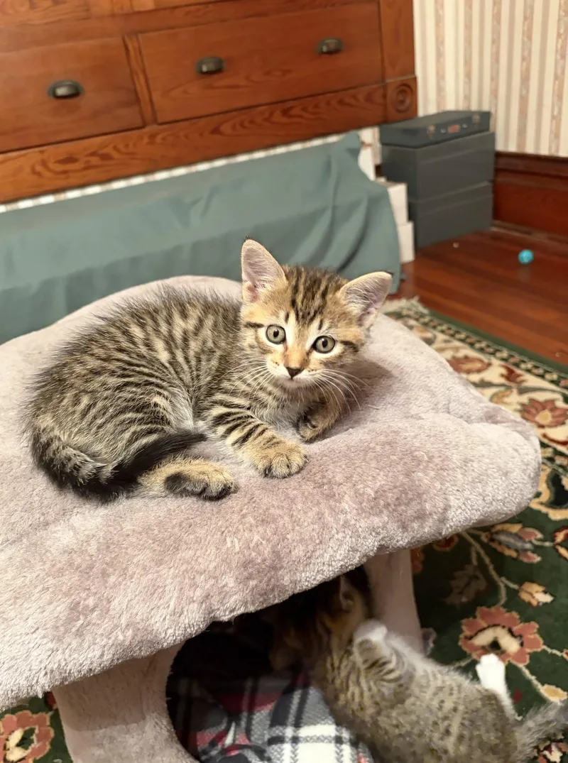 A baby medium-sized female Tabby cat named Ethel for adoption in Decorah, IA