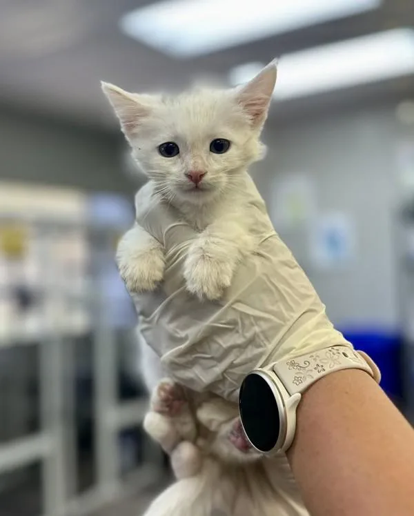 A baby medium-sized male Domestic Short Hair cat named Jelly for adoption in Victorville, CA