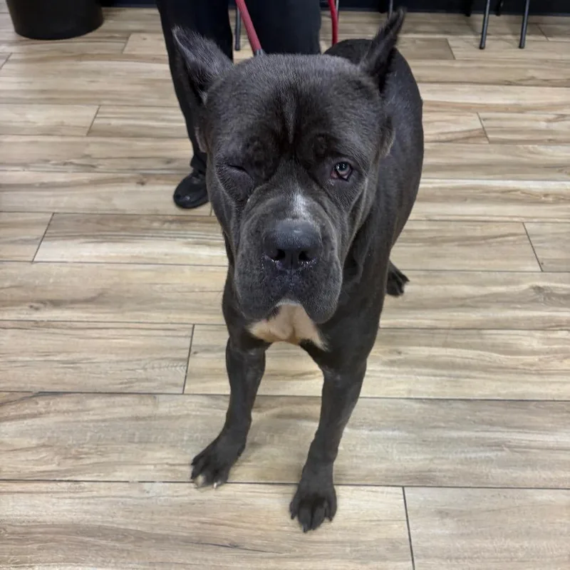 A young large-sized male Gray / Blue / Silver Cane Corso dog named Smokey Robinson for adoption in Newark, NJ