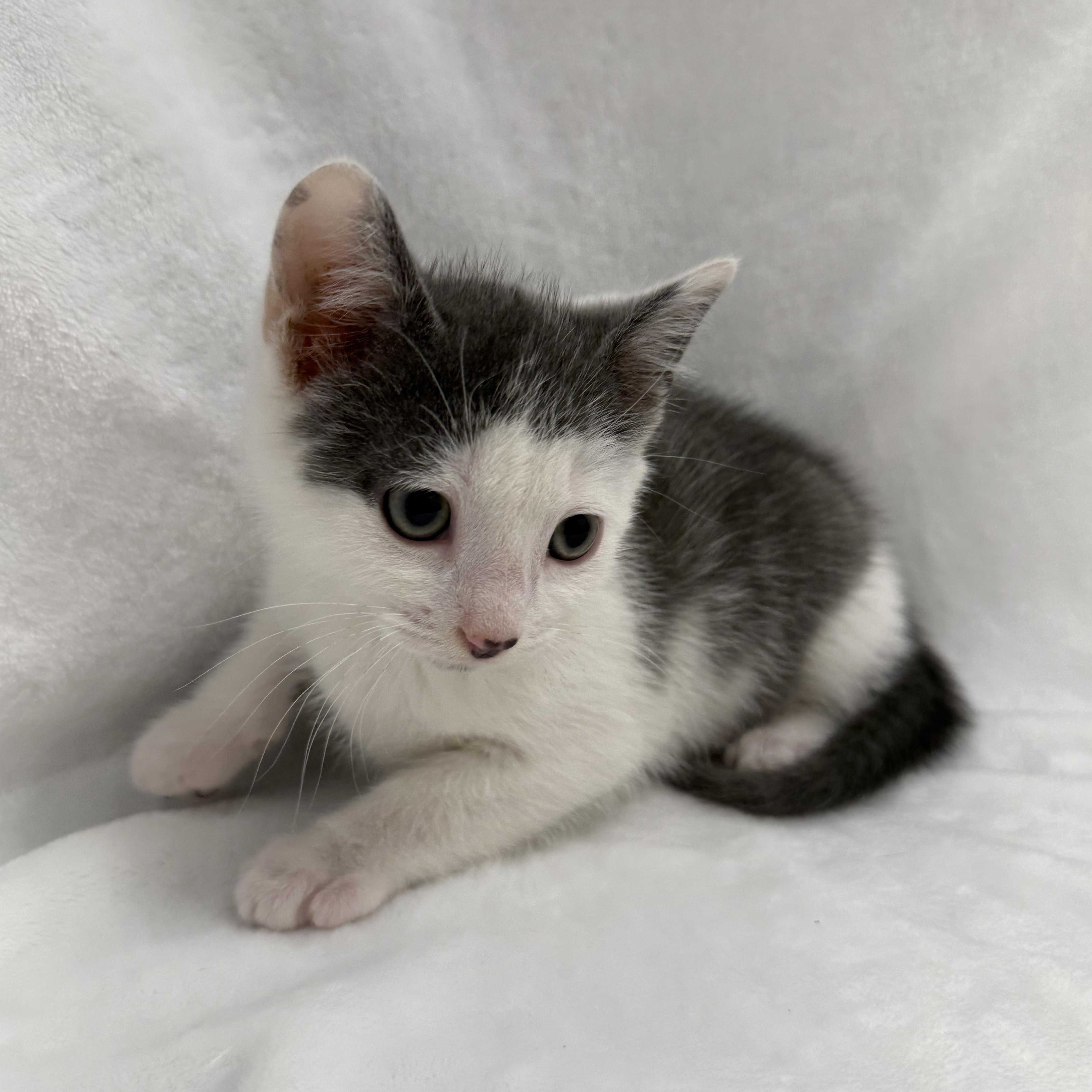 A baby medium-sized male Gray & White Domestic Short Hair cat named Zeke for adoption in Greensboro, NC