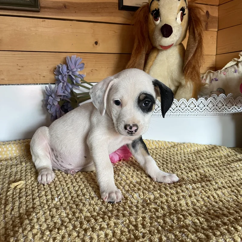 A baby small-sized male Cattle Dog dog named Jared for adoption in Vacaville, CA