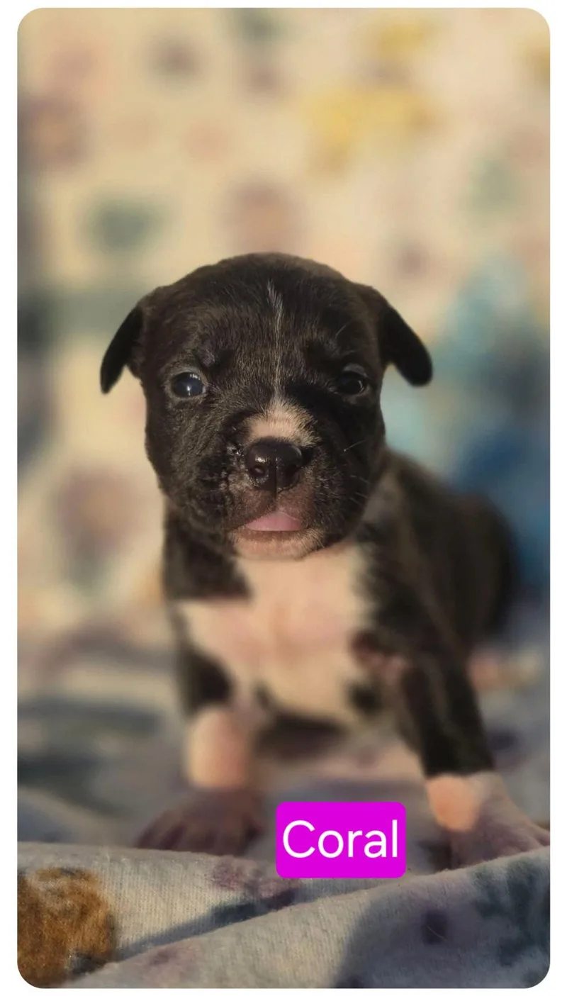 A baby medium-sized female Pit Bull Terrier dog named Coral for adoption in Elgin, IL