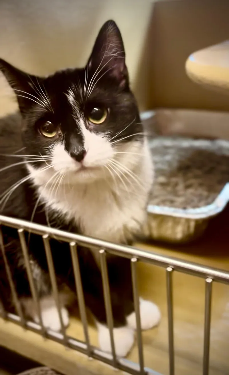 A baby small-sized female American Shorthair cat named Mini Eeyore for adoption in Highland Park, NJ