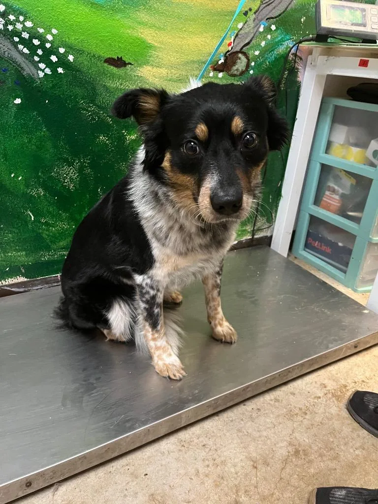 A young medium-sized female Border Collie dog named Anne for adoption in New Braunfels, TX