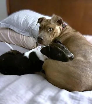 Brindley thumbnail 2