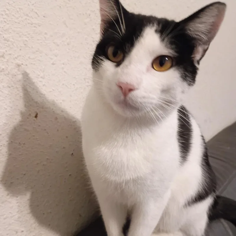 A baby large-sized male Black & White / Tuxedo Domestic Short Hair cat named Apollo for adoption in Antioch, CA