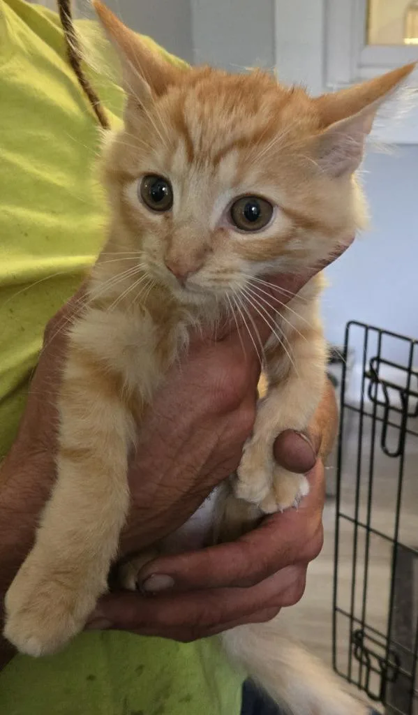 A baby medium-sized male Domestic Medium Hair cat named Topaz for adoption in Windsor, CT