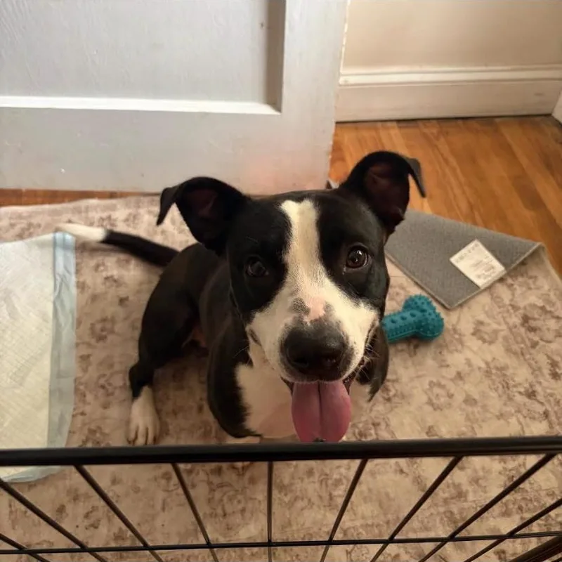 Oreo