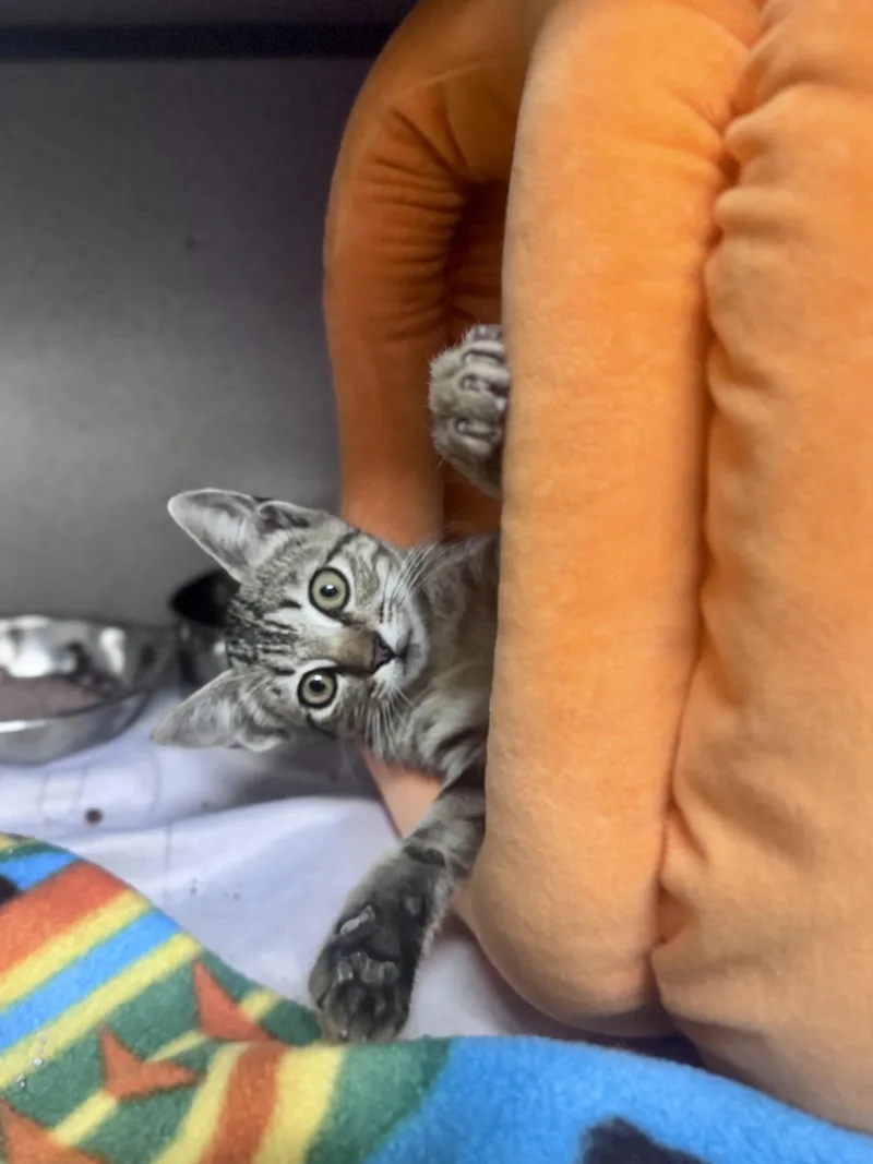 Cricket thumbnail 3
