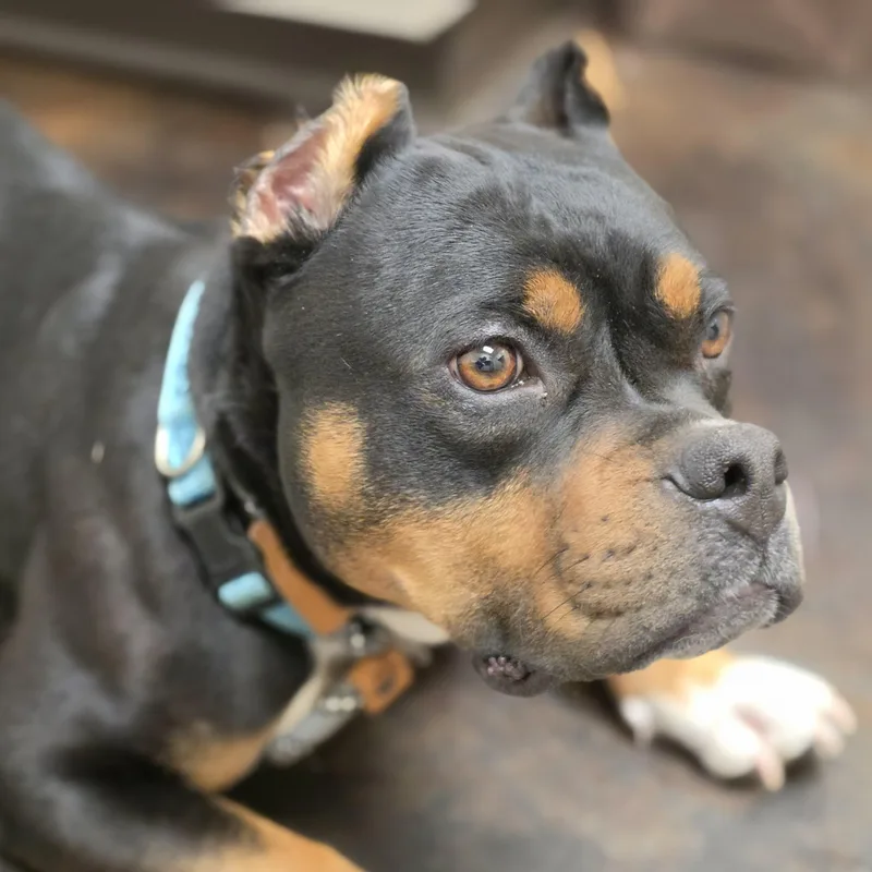 A young medium-sized male Tricolor (Brown, Black, & White) Cane Corso dog named Cody for adoption in Andover, MA