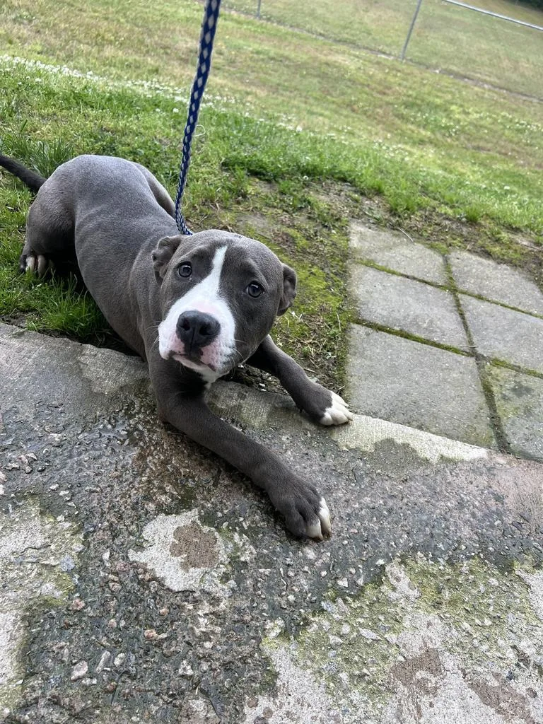 A young medium-sized male Pit Bull Terrier dog named Arwen for adoption in Rocky Mount, NC