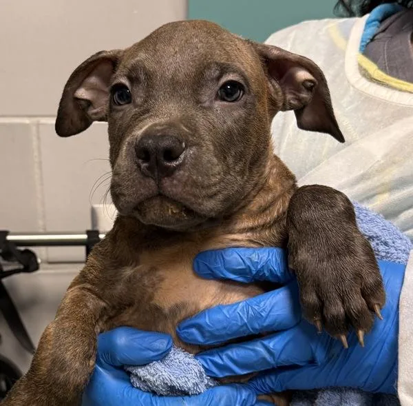 A baby small-sized male Mixed Breed dog named Dr. Kelp for adoption in Ridgewood, NY