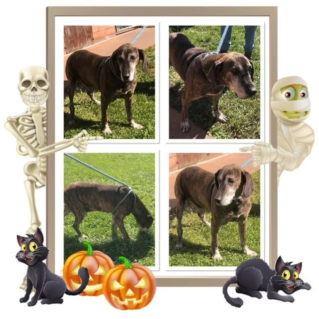 An adult large-sized male Plott Hound dog named Jethro for adoption in Buckhannon, WV